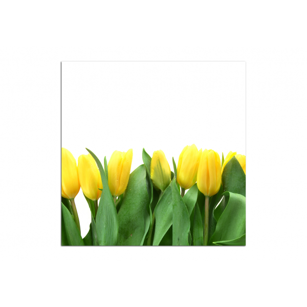 Obraz na plátně - Žluté tulipány - čtverec  